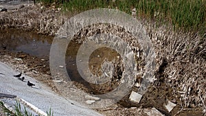 Ecological catastrophy. Drying lake in city park. Dry swamp lake disappears, idea and concept of environmental conservation,