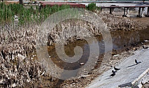 Ecological catastrophy. Drying lake in city park. Dry swamp lake disappears, idea and concept of environmental conservation,