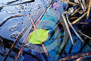 Ecological catastrophy. Oil slick on a natural reservoir. Close-up