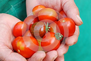 Ecological cherry tomatoes in hands