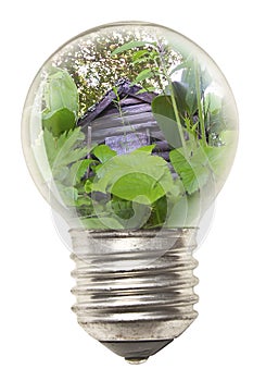Ecological Concept - Bulb