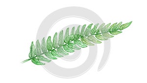 Illustration of Tassle Ferns on White Background photo