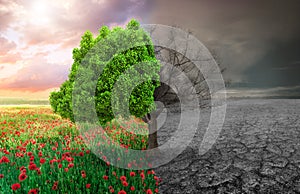 Ecological concept with tree and climate photo