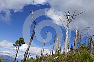 Ecological disaster in corsica