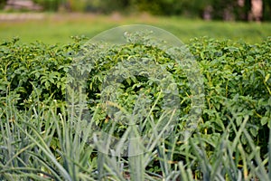 Ecological gardening