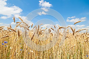 Ecological golden crops in bright light