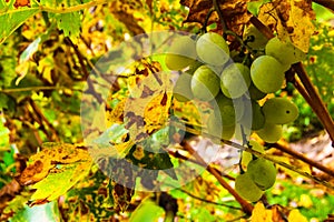 Ecological grape