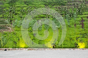 Ecological green wall photo