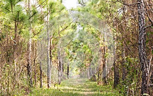 Ecological hike trail in pine forest.