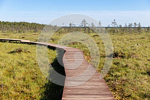 Ecological hiking trail in a national park through peat bog swamp, wooden path through protected environment