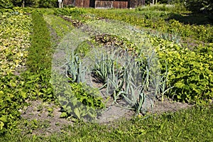Ecological home vegetable garden in full sun, vegetables ripen slowly