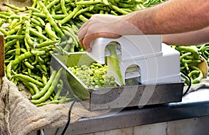 Ecological broad beans.