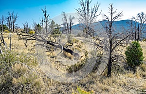 Ecological Monitoring Transect through a burnt Pinyon Juniper woodland