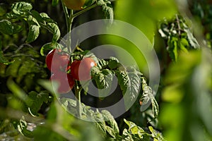 Ecological and natural ripe Uhlan tomato hanging on the branch