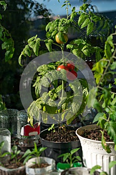 Ecological and natural ripe Uhlan tomato hanging on the branch
