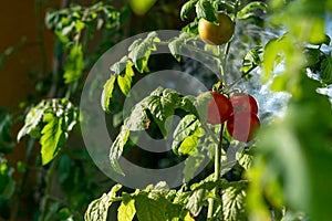 Ecological and natural ripe Uhlan tomato hanging on the branch