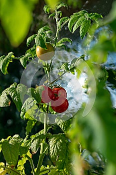 Ecological and natural ripe Uhlan tomato hanging on the branch