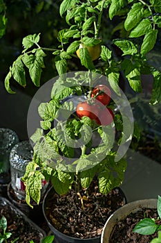 Ecological and natural ripe Uhlan tomato hanging on the branch