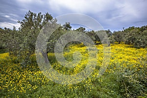 Ecological olive grove greece