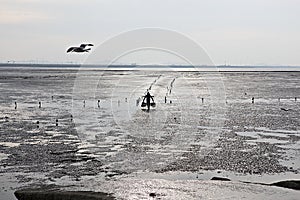It is a tidal flat on the west coast of korea