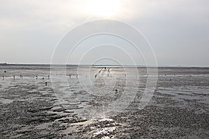 It is a tidal flat on the west coast of korea