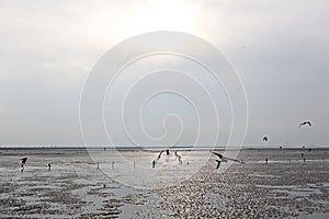 It is a tidal flat on the west coast of korea