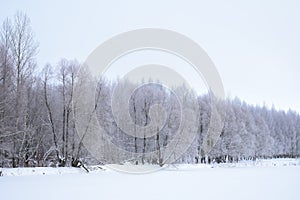 Ecological Park snowy frosty misty forest on the slope of the river. Frozen pond pond field. Cloudy