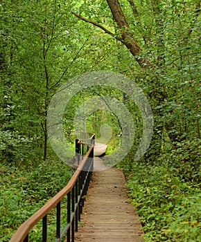 Ecological path in deciduous forest at summer.