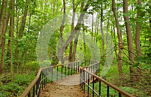 Ecological path in deciduous forest at summer.