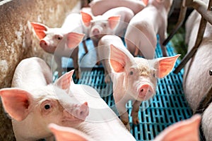 Ecological pigs and piglets at the domestic farm