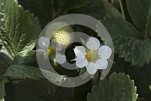 Ecological plant of strawberries with flowers