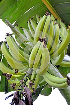 ECOLOGICAL PLANTAIN BANANA photo