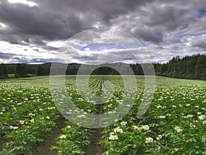 Ecological potato field photo