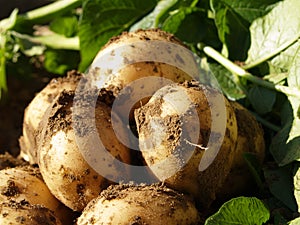 Ecological potatoes photo