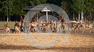 An ecological project to revive the population of spotted deer. A large herd of deer came to the feeder in the forest for feeding