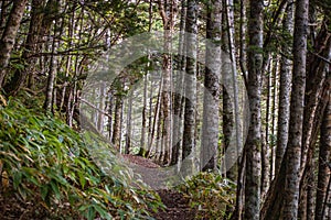 Ecological trail `Stolbovskaya`, Kunashir Island, Russia