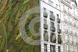 Ecological urban construction. wall of plants photo