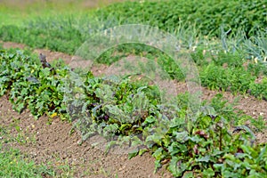 Ecological vegetable garden