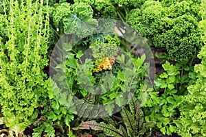 Ecological vegetable garden. Beets, kale, and celery.