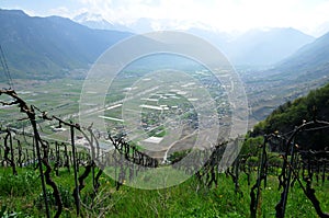 Ecological vineyard