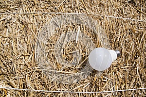 Ecological white light bulbs