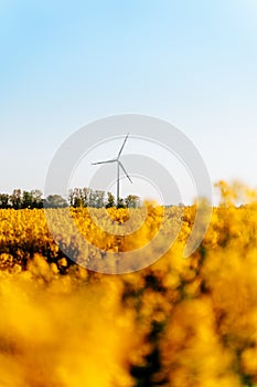Ecological windmill, in the rape field photo