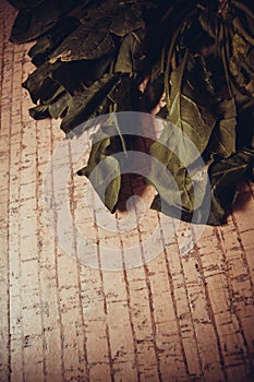 Ecologically pure spinach