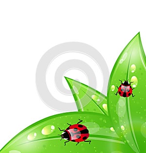 Ecology background with ladybugs on leaves