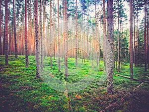 Ecology background outdoor landscape