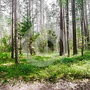 Ecology background outdoor landscape