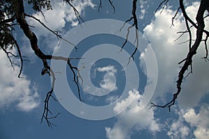 Ecology concept - dead branches of a tree against blue cloudy sky