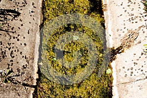 Ecology concept. Dirty water in storm drains covered with blooming algae.
