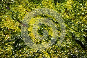 Dirty water in storm drains covered with blooming algae.