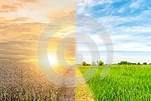 Ecology concept environment change tree forest drought and forest